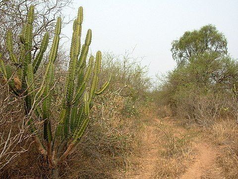 A pathway with cactus, shrubs, and trees on the side.
