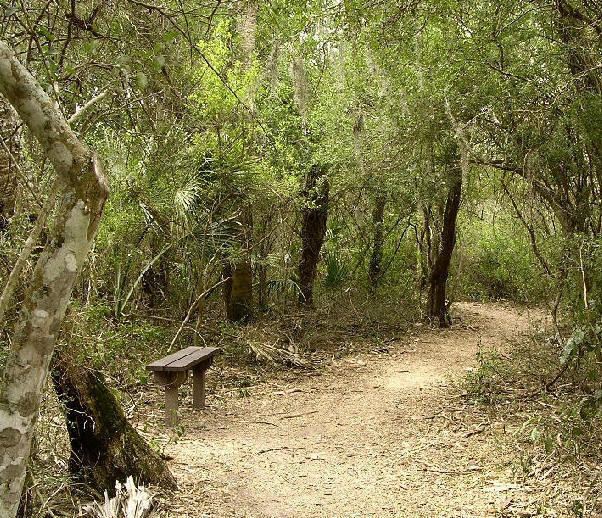 A pathway inside a forest surrounded by trees and have a bench.