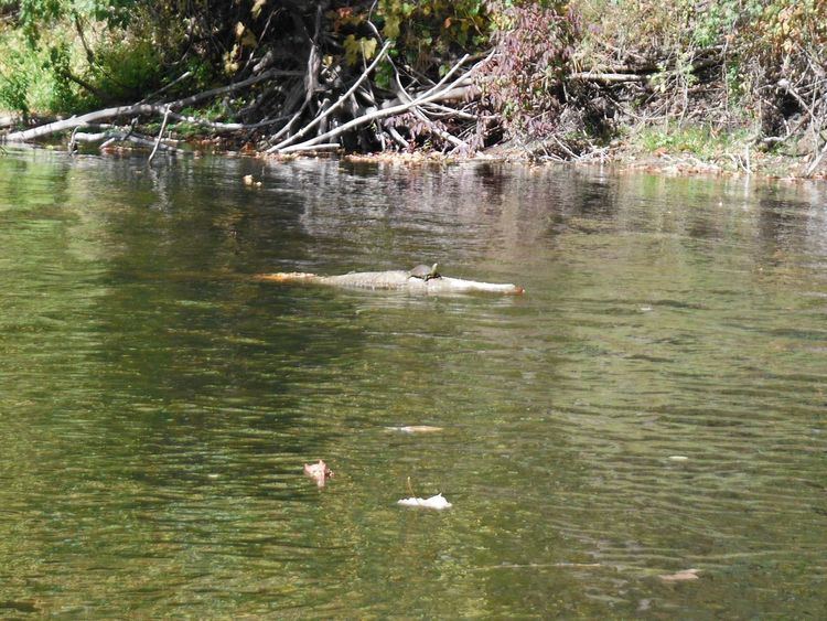 Thornapple River Thornapple River GR Paddling