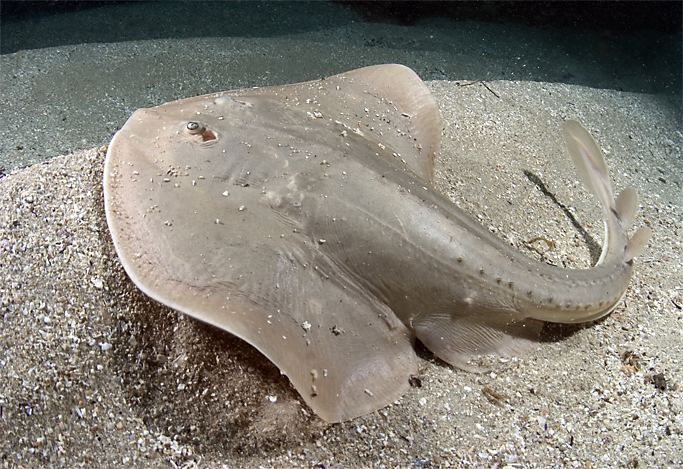 Thornback ray Cold Water Images Photography by Kawika Chetron Thornback Ray