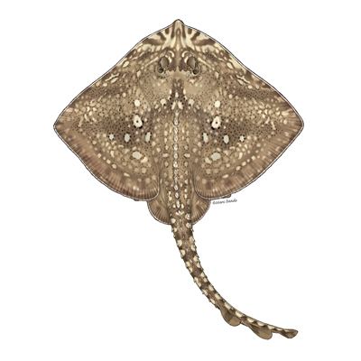 Thornback ray Thornback ray Cornwall Good Seafood Guide