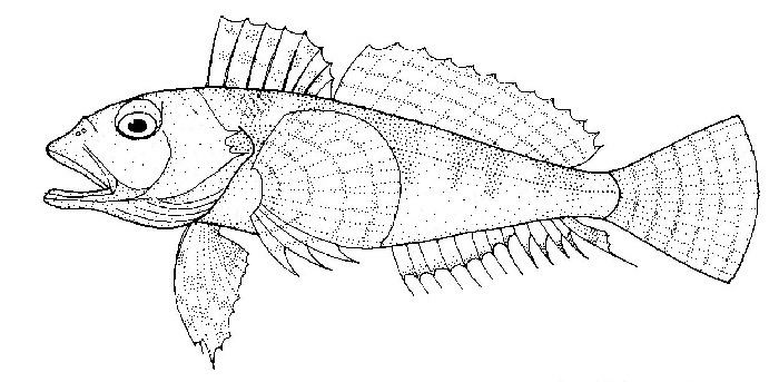 Thornfish httpsuploadwikimediaorgwikipediacommons33