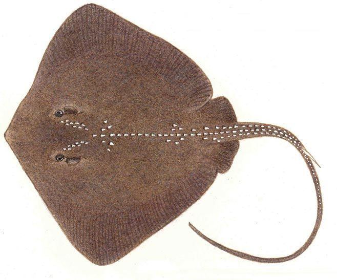 Thorntail stingray Dasyatis thetidis Thorntail stingray