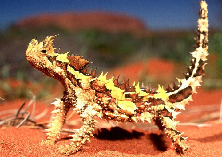 Thorny dragon The Thorny Devil and Horned Lizards Genesis Park