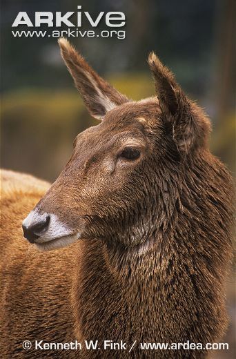 Thorold's deer Thorold39s deer videos photos and facts Przewalskium albirostris
