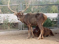 Thorold's deer httpsuploadwikimediaorgwikipediacommonsthu