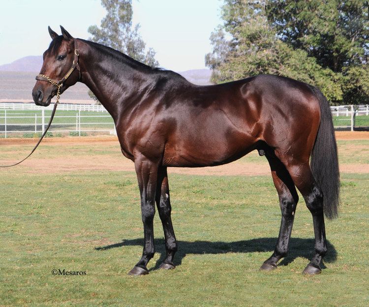 Thoroughbred Brazeau Thoroughbred Farms California Thoroughbred Farm in Hemet CA