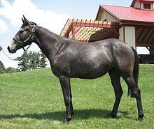 Thoroughbred httpsuploadwikimediaorgwikipediacommonsthu