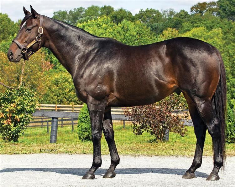 Thoroughbred Welcome to McMahon Thoroughbreds McMahon Thoroughbreds of Saratoga NY