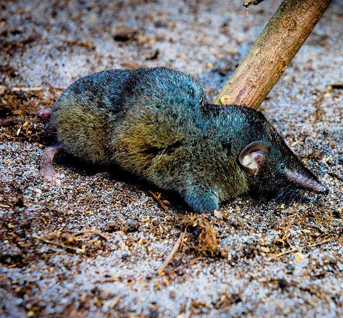 Thor's hero shrew New Species Thor39s Hero Shrew Will Back Itself in Any Feat of