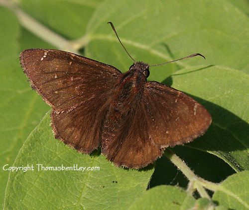 Thorybes pylades Northern Cloudywing Thorybes pylades BugGuideNet