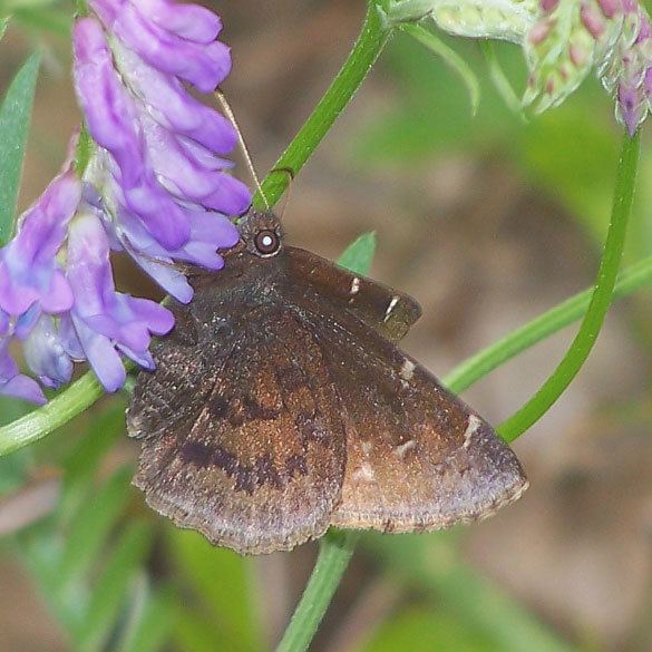 Thorybes pylades Northern Cloudywing