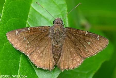 Thorybes pylades Cloudywing Thorybes pylades