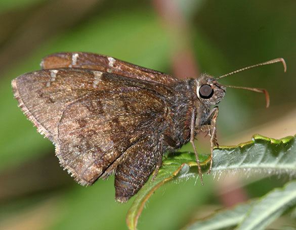 Thorybes pylades Northern Cloudywing