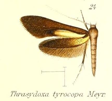 Thrasydoxa