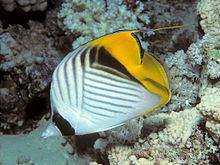 Threadfin butterflyfish httpsuploadwikimediaorgwikipediacommonsthu