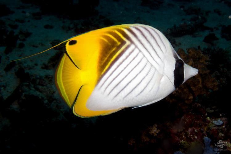 Threadfin butterflyfish Threadfin Butterflyfish Facts and Photographs Seaunseen