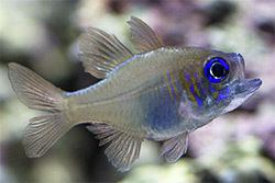 Threadfin cardinalfish Threadfin Cardinalfish Peaceful and Most Impressive in Numbers