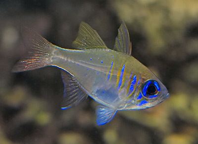 Threadfin cardinalfish Threadfin Cardinalfish Peaceful and Most Impressive in Numbers