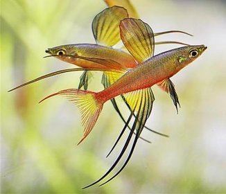 Threadfin rainbowfish Threadfin Rainbowfish Iriatherina werneri