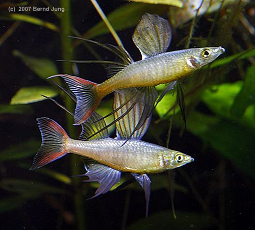 Threadfin rainbowfish Scales Tails Wings and Things Threadfin Rainbowfish Care