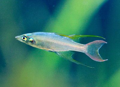 Threadfin rainbowfish Rainbowfish Iriatherina werneri Featherfin Rainbowfish