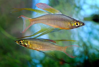 Threadfin rainbowfish Breeding the Threadfin Rainbowfish