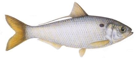 Threadfin shad Shad Species Used In Striped Bass Fishing