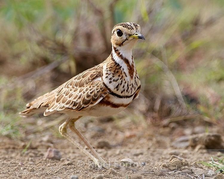 Three-banded courser Threebanded courser