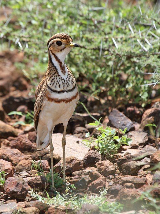 Three-banded courser Surfbirds Online Photo Gallery Search Results