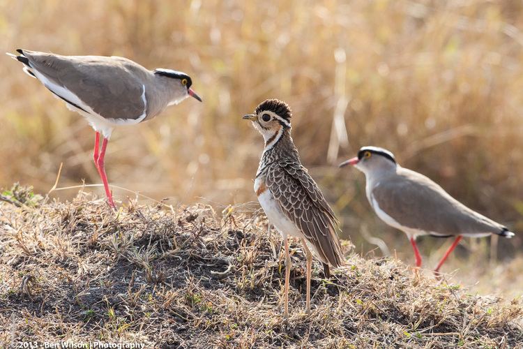 Three-banded courser Heuglin39s Courser Threebanded Courser and Crowned Lapwing Ben