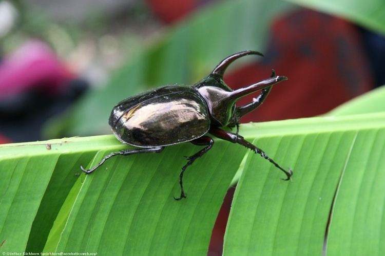 Three-horned rhinoceros beetle 5 Interesting Facts About ThreeHorned Rhinoceros Beetles Hayden39s