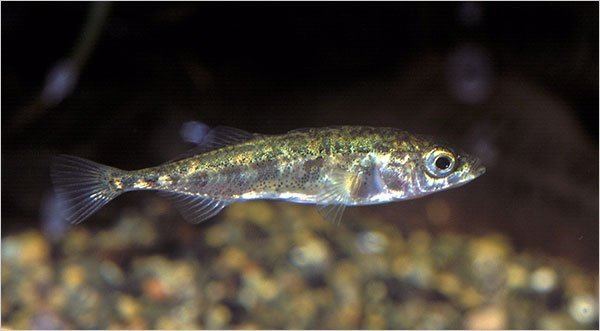 Three-spined stickleback ThreeSpined Stickleback Is a Purposeful Cannibal The New York Times