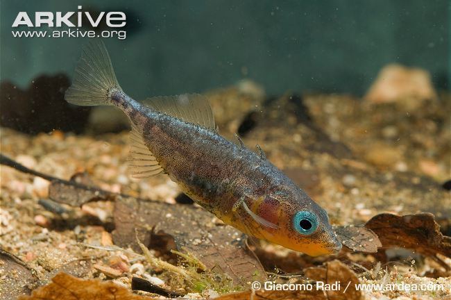 Three-spined stickleback Threespined stickleback photo Gasterosteus aculeatus aculeatus