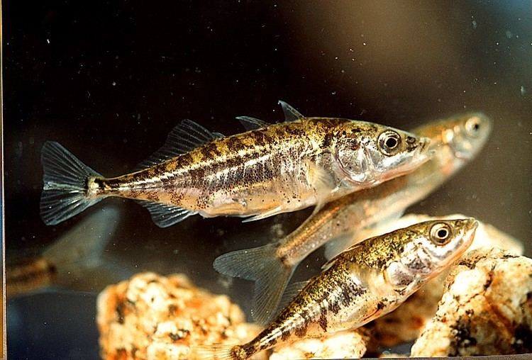 Three-spined stickleback Threespined Stickleback University of Puget Sound