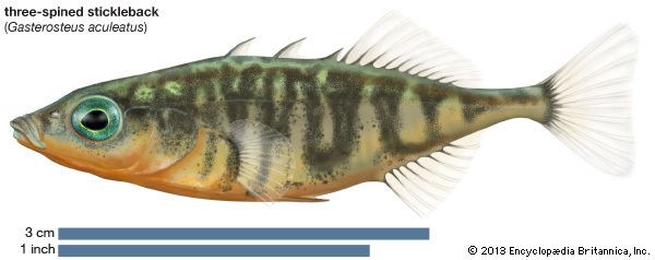 Three-spined stickleback threespined stickleback fish Britannicacom