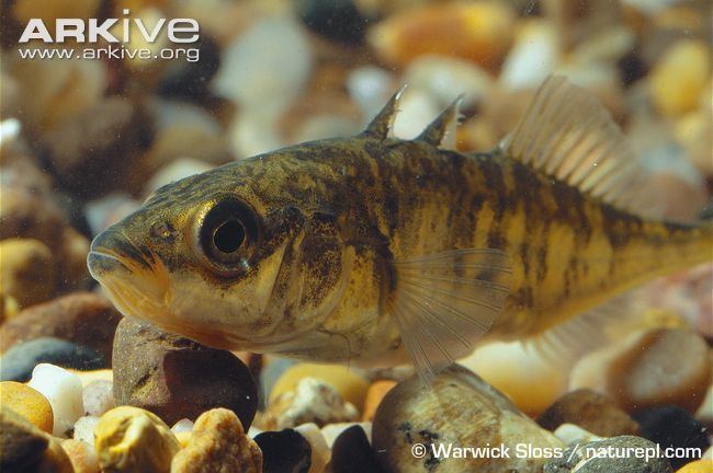 Three-spined stickleback Threespined stickleback videos photos and facts Gasterosteus
