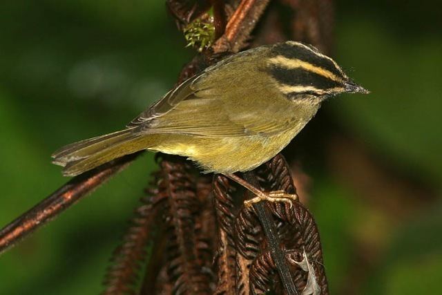 Three-striped warbler Countdown to Ecuador 2013 with Wildside Nature Tours Greg Miller