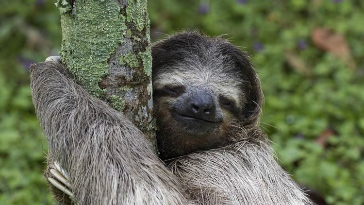 Three-toed sloth Threetoed Sloth Facts History Useful Information and Amazing Pictures