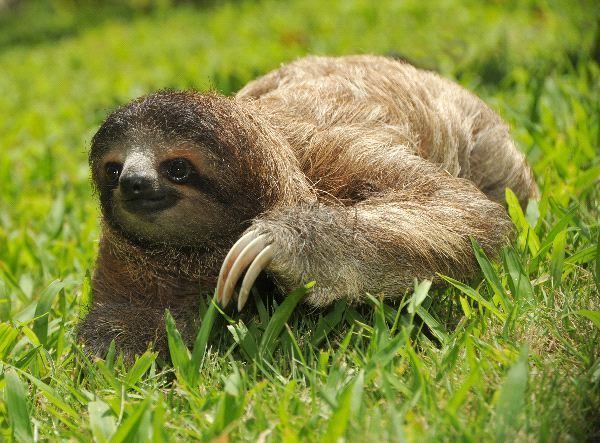 Three-toed sloth ThreeToed Sloth Animal Facts and Information