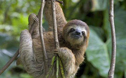 Three-toed sloth Threetoed sloth Symbolic animal adoptions from WWF