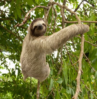 Three-toed sloth Sloth Facts ThreeToed Sloths Brownthroated Sloth