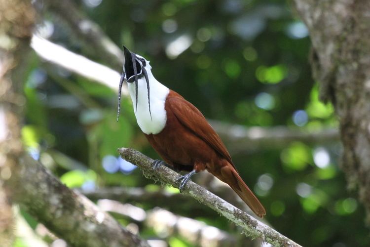 Three-wattled bellbird Threewattled Bellbird Procnias tricarunculatus Our Wild World