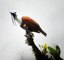 Three-wattled bellbird httpsuploadwikimediaorgwikipediacommonsthu