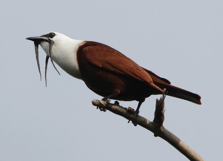 Three-wattled bellbird Threewattled bellbird