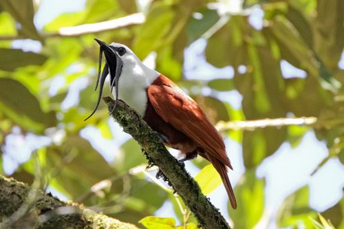 Three-wattled bellbird Threewattled Bellbird Costa Rica BIRDS COTINGA FAMILY