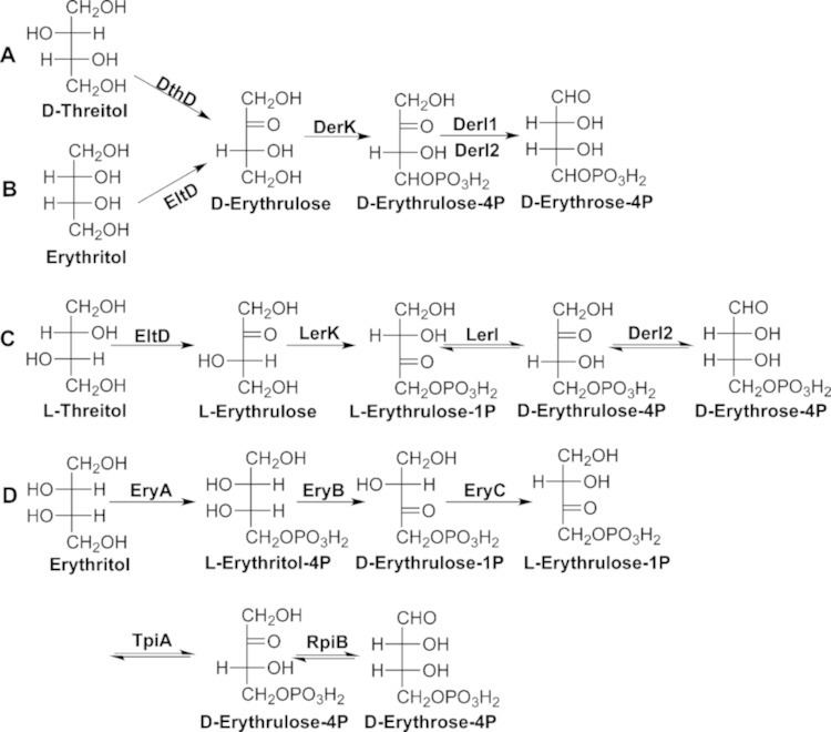 Threitol Tetritol catabolic pathways A dthreitol catabolism in M