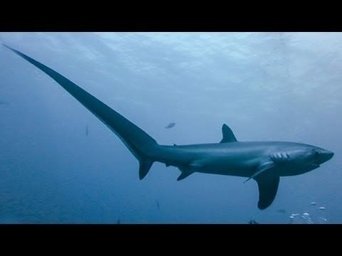 Thresher shark THRESHER SHARKS KILL PREY WITH TAIL YouTube