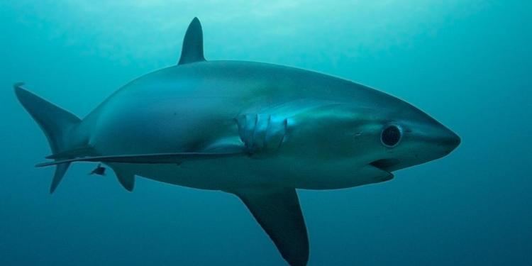 Thresher shark BBC Earth Sharks are helping the Philippines recover from a typhoon