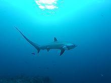 Thresher shark httpsuploadwikimediaorgwikipediacommonsthu